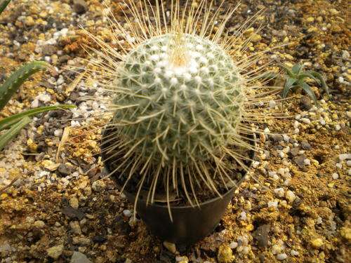 Cactus