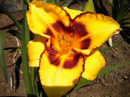 Booroobin Magic daylily