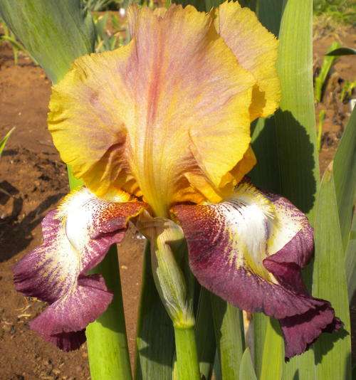 Carnival Magic Iris