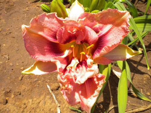 Sanford Girl daylily