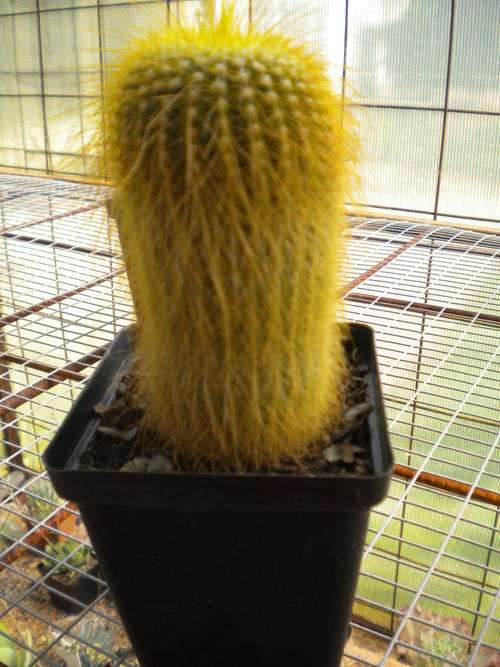 Parodia Leninghausii