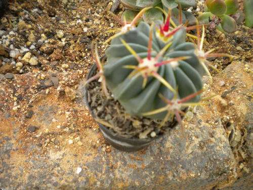 Cactus