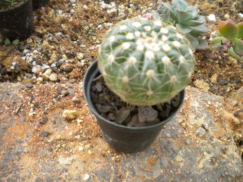Cactus