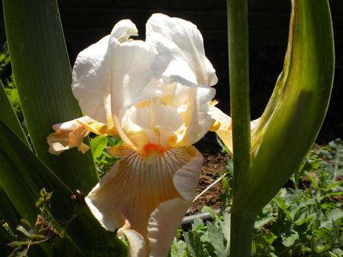 Margharee Iris