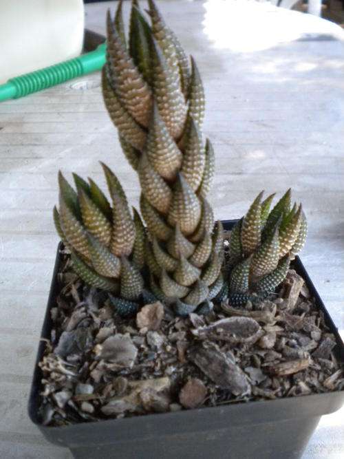 Haworthia Reinwardtii