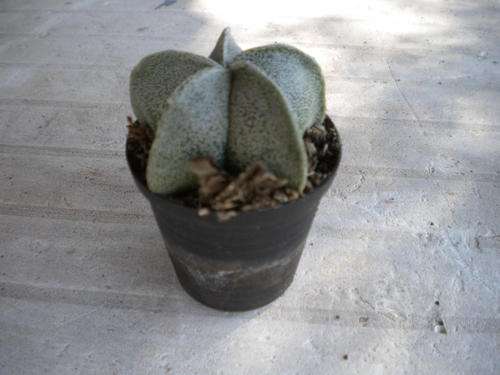 Bishop's Cap Cactus