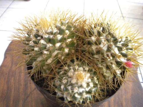 Cactus