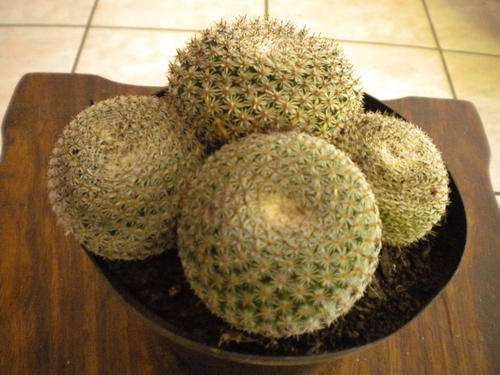 Cactus