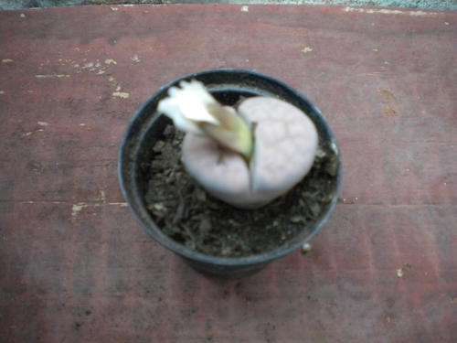 Lithops