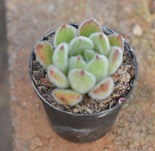 Succulent
