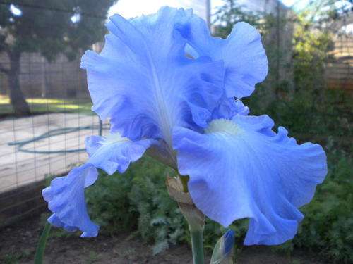 Victoria Falls Iris