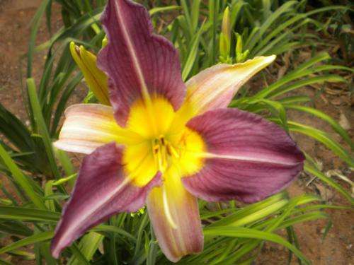 Blue Sheen daylily