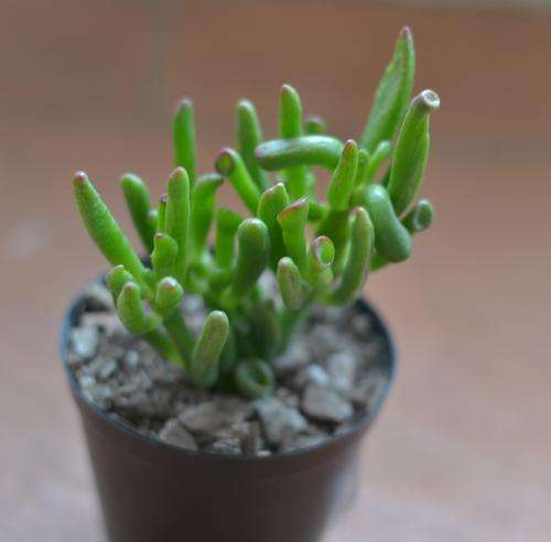 Crassula Gollum