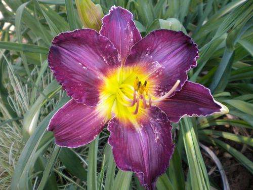 Calamata daylily