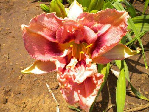 Sanford Girl daylily