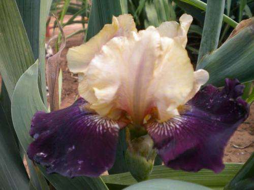 Vigilante Iris