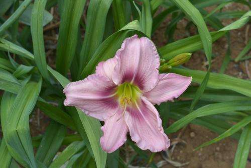 Graceful Eye daylilies