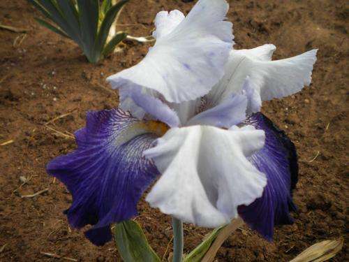 Tiptoe Blues Irisses