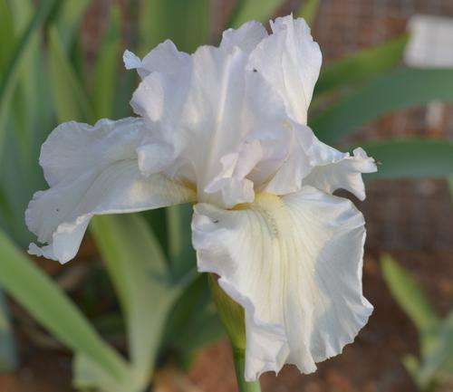 Patricia Craig Iris