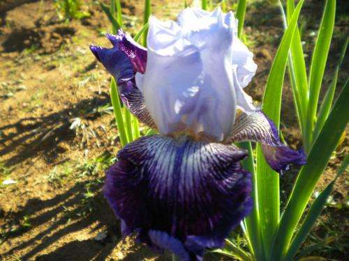 Total Obsession iris