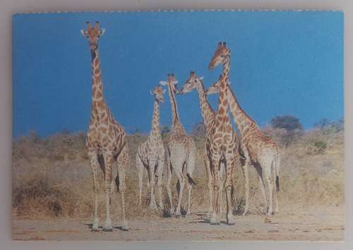 Vintage postcard - Herd of giraffes