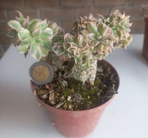 Aeonium Sunburst cristate