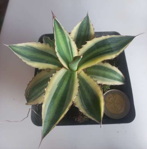 Agave Lopantha quadricolor
