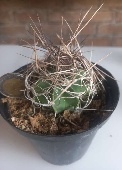 Astrophytum Capricorne
