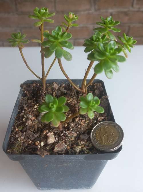 Aeonium Sedifolium
