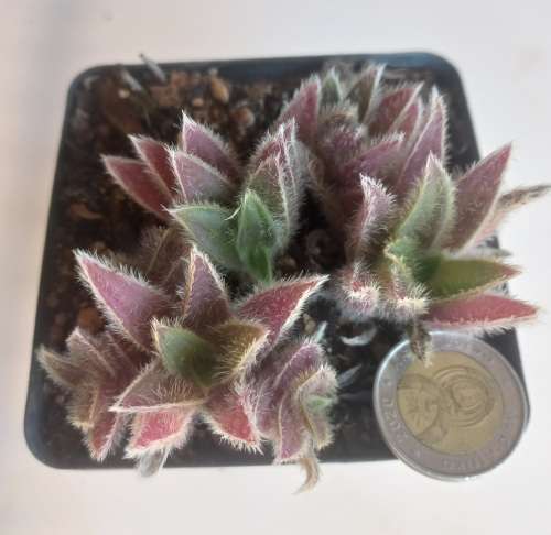 Cyanotis somaliensis/cat ears
