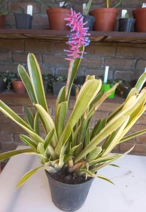 Aechmea Gamosepala/Lucky Stripes