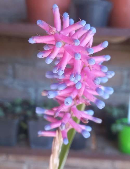 Aechmea Gamosepala/Lucky Stripes