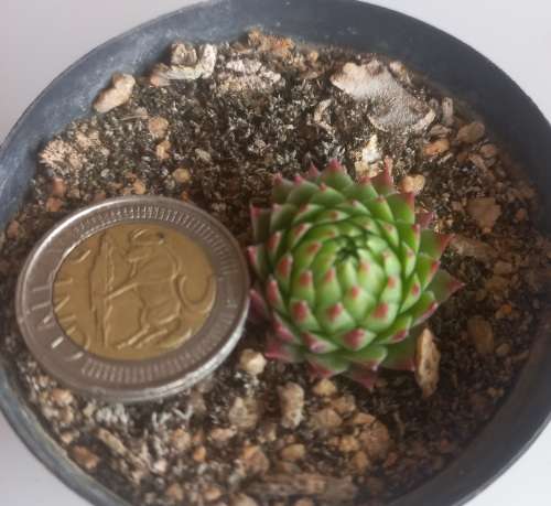 Sempervivum Tosca (Imported)