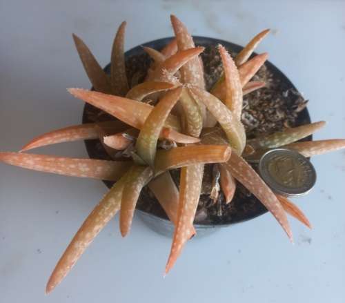 Aloe Jacksonii