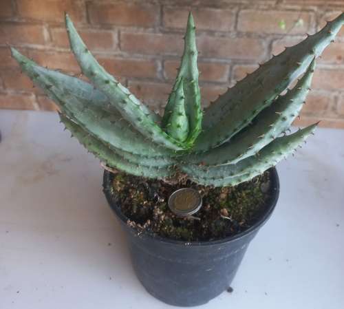 Aloe Spectabilis