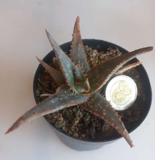 Aloe cv Donnie