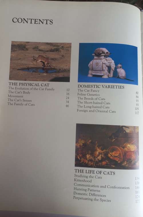 The noble cat, aristocrat of the animal world