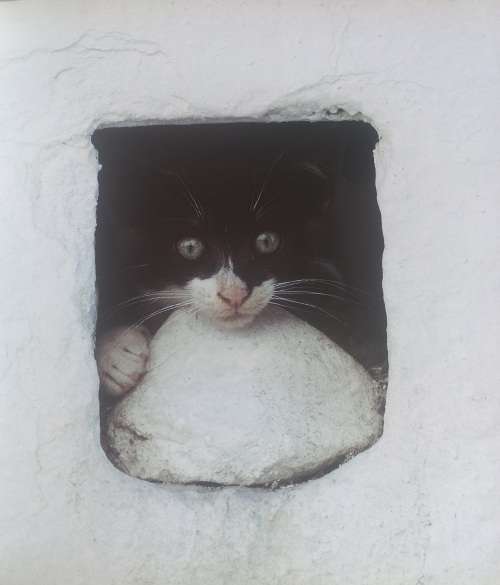 Kittens of the Greek Islands