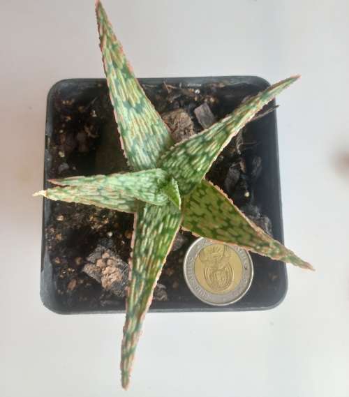 Aloe hybrid
