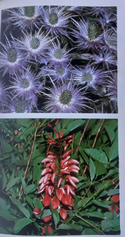 The Macdonald encyclopedia of flowers for balcony and garden