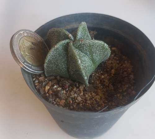 Astrophytum Myriostigma