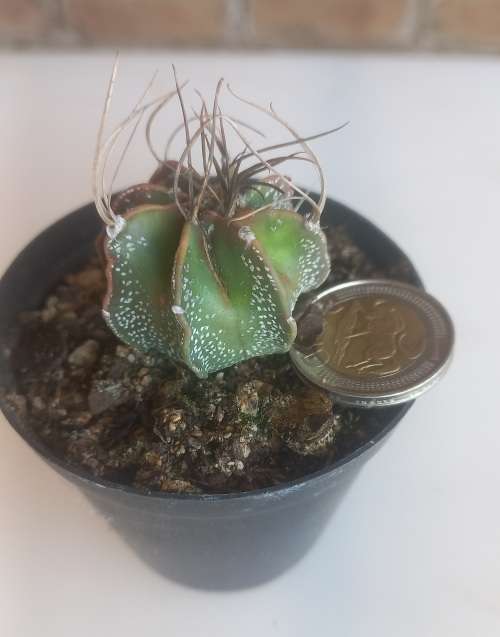 Astrophytum Capricorne