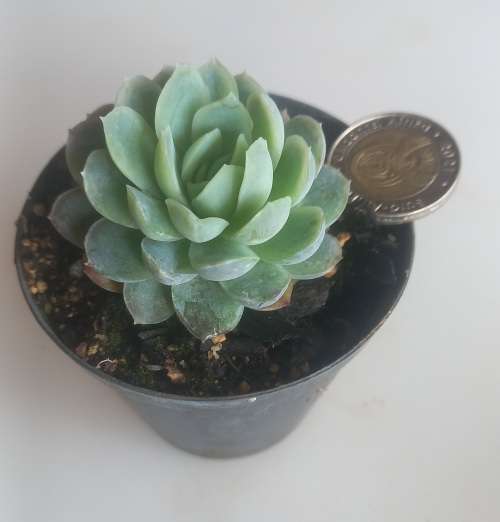 Echeveria