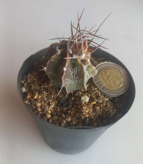 Astrophytum Capricorne