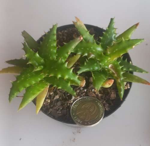 Aloe
