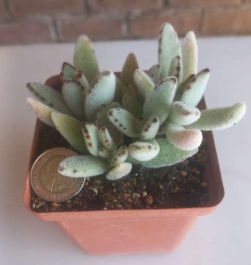 Panda ears succulent
