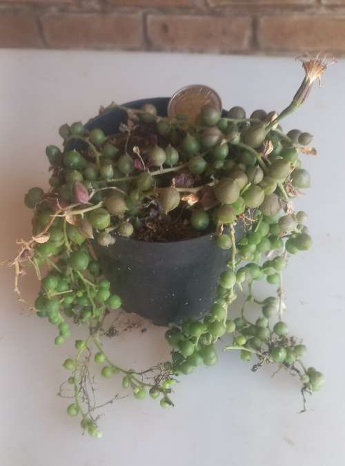 String of pearls