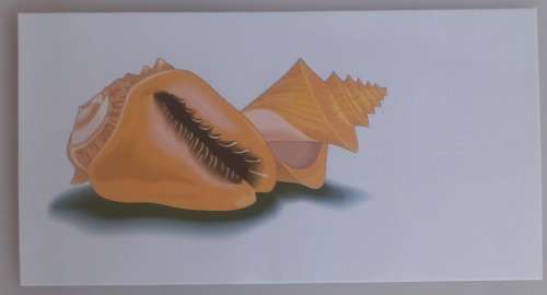 First day envelope - Sea shells (FDC)