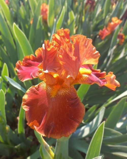 Rustler Iris
