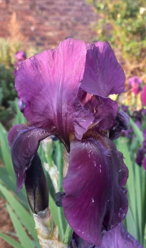 Grape Velvet Iris